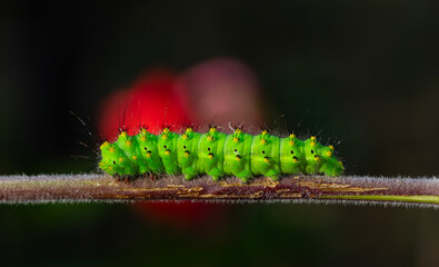Fototapeta premium A wonderful green caterpillar with yellow and black dots