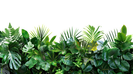 PNG Tropical bushes green vegetation rainforest.