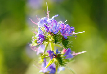 Small blue flower in nature. Macro