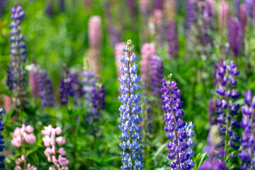 Lupine flowers in nature. Close-up