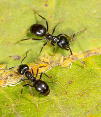 Ants collect aphids on a tree leaf. Macro