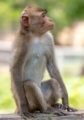 Monkey outdoors in a tropical park