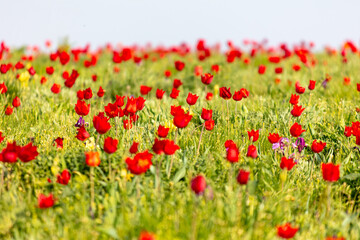 Field with red tulips in the steppe in spring as a background.