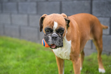 3 years old purebred golden german boxer dog puppy jumping playing with a ball