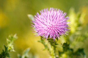 Pink flower on a thorny plant in nature. Macro