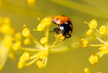 Ladybug on yellow dill flowers. Macro