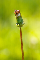 Closed dandelion flower in nature. Macro