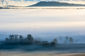 Misty morning in the countryside with a flock of birds