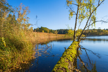Autumn colors by a lake with a leaning tree