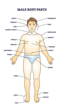 Male body parts with men physiology labeled description outline diagram. Anatomical scheme with visible parts on body vector illustration. Detailed anatomy for basic human medical study and learning.