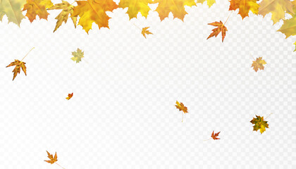 Autumn leaves are scattered randomly on a transparent background. Bright beautiful foliage. Autumn ornament. Vector for web design and illustrations.
