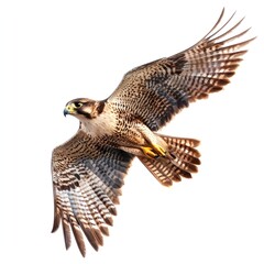 A realistic high-resolution photo of a swift falcon diving through the sky, rendered in watercolor clipart style. The falcon's sharp wings and keen eyes are depicted with bold strokes, capturing its