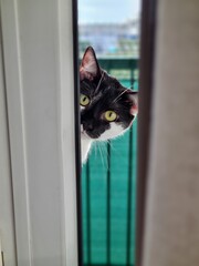 cat on window