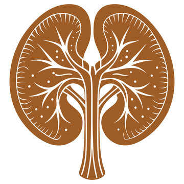 recommend clip art: Vector human kidney and cross section of the kidney, blood suppl