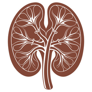 recommend clip art: Vector human kidney and cross section of the kidney, blood suppl