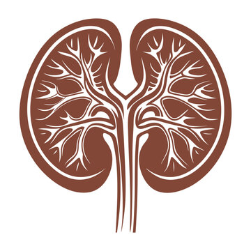 recommend clip art: Vector human kidney and cross section of the kidney, blood suppl