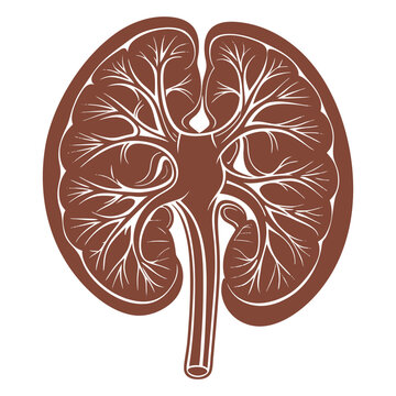 brown kidney anatomy diagram clip art preview
