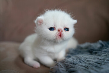 White Exotic Shorthair cat.  Pet concept