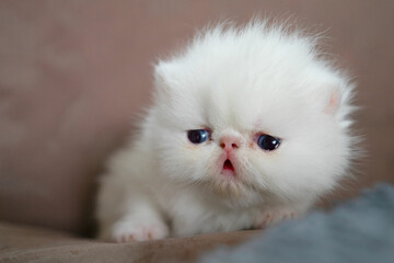 White Exotic Shorthair cat.  Pet concept