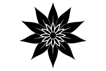 Obraz premium Edelweiss Silhouette on vector illustration with white background