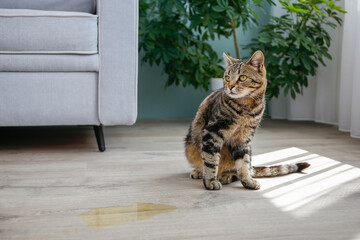 A pet cat went to the toilet on the floor of the house. A wet spot on the laminate.