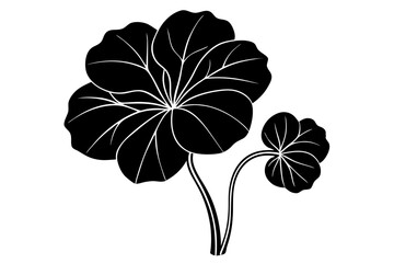 Nasturtium Silhouette on vector illustration with white background.