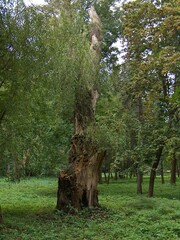 chisinau, capital, city, architecture, attractions, bas-relief, monument, columns, street, sidewalk, yard, roof, windows