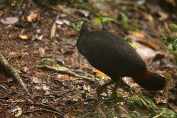 The wattled brushturkey (Aepypodius arfakianus) is a species of bird in the family Megapodiidae. It is found in New Guinea.