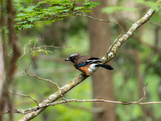 森の中の木陰で枝に留まって周りを見渡しているカケス