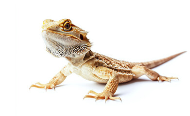 Obraz premium Exotic lizard bearded dragon on light background, lizard in natural pose. Close-up. Copy space. Generative AI