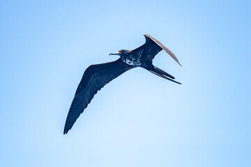 Magnificent Frigatebird (Fregata Magnificens) in flight with blue sky, Bonaire, Dutch Caribbean.