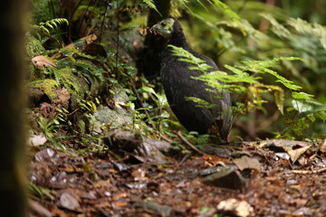 The wattled brushturkey (Aepypodius arfakianus) is a species of bird in the family Megapodiidae. It is found in New Guinea.