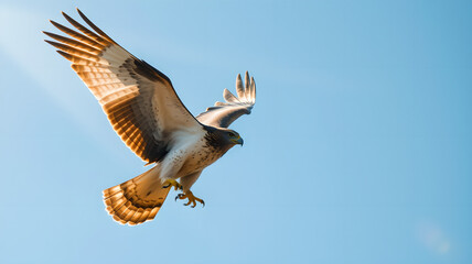 Obraz premium majestic looking eagle in the sky