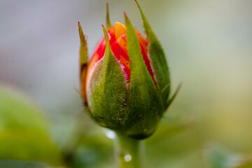 The rain refreshes the air and the traces on the flowers make them look and feel beautiful, making me fall in love every morning I wake up on a rainy night.