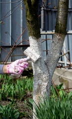a man whitewashes trees in the garden in spring. Selective focus