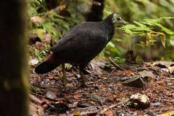 The wattled brushturkey (Aepypodius arfakianus) is a species of bird in the family Megapodiidae. It is found in New Guinea.