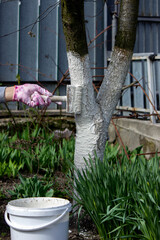 a man whitewashes trees in the garden in spring. Selective focus