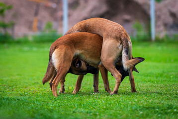 Two Belgian shepherd malinois playing 
 on the green grass in the garden