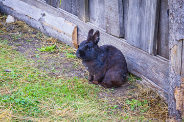 Cute rabbit in a farm near La Villa - Val Badia - Alta Badia - Italy