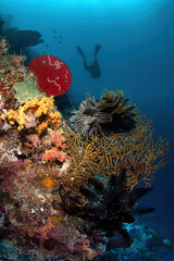 Diving at the vibrant reef