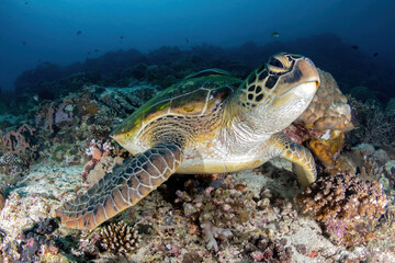 Green sea turtle at the reef
