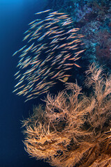 A school of razorfish at the reef