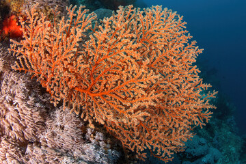 Vibrant corals on the reef wall
