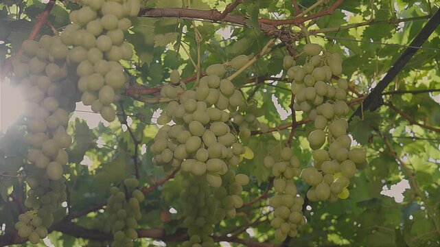 Bunches of white table grapes under an awning with sun rays penetrating, during drip irrigation with audio 6 