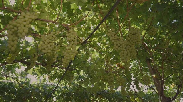 Bunches of white table grapes under an awning with sunbeams penetrating, during drip irrigation with sound.