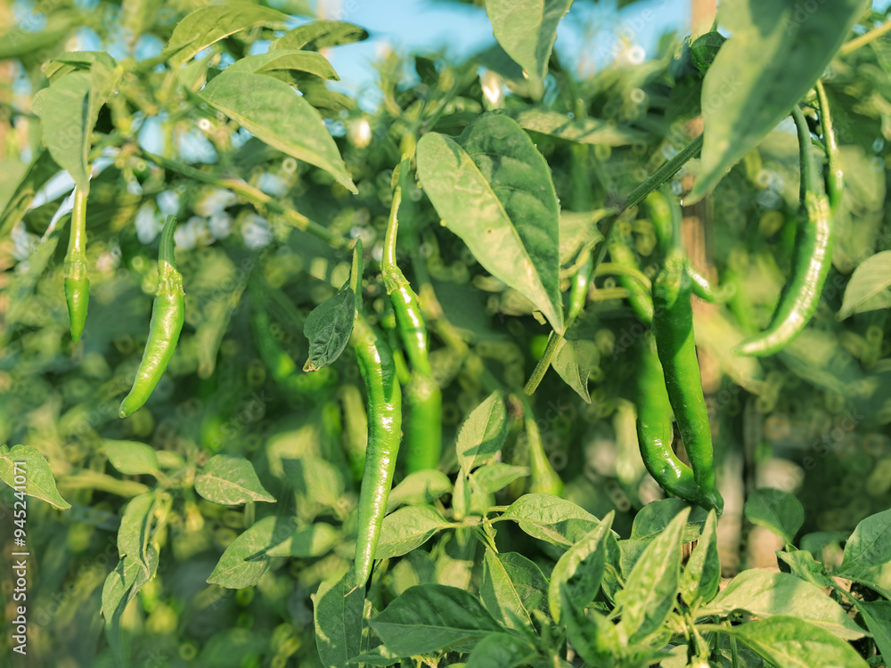 Wall mural the genus capsicum pepper plants in the family solanaceae, which is a spice (spice) one. nature bota