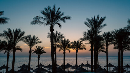 silhouette of palm trees against the dawn sky and blue sea