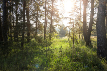 A forest with a bright sun shining through the trees