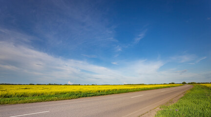 A road with a field of yellow flowers on either side