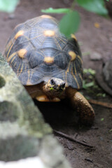 Portrait of radiated tortoise,The radiated tortoise eating flower ,Tortoise sunbathe on ground with his protective shell ,cute animal ,Astrochelys radiata ,The radiatedtortoise from Madagascar
